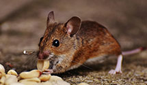 24 Hour & Emergency Exterminators in Utility, LA